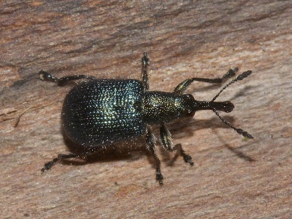 Involvulus o Neocoenorrhinus (Rhynchitidae)